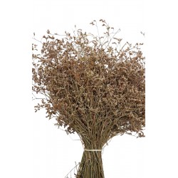 DENİZ OTU NATUREL RENK DENİZ OTU NATUREL RENK