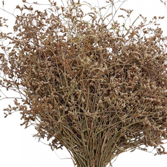 DENİZ OTU NATUREL RENK DENİZ OTU NATUREL RENK