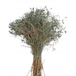 DENİZ OTU MAVİ RENK DENİZ OTU MAVİ RENK