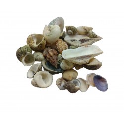 KARIŞIK DOĞAL DENİZ KABUĞU KARIŞIK DOĞAL DENİZ KABUĞU