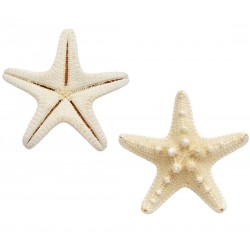 DENİZ YILDIZI BÜYÜK BOY DENİZ YILDIZI BÜYÜK BOY