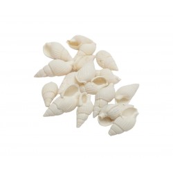 NASSA KABUK BEYAZ  NASSA KABUK BEYAZ