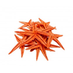 DENİZ YILDIZI 8-10CM DENİZ YILDIZI 8-10CM