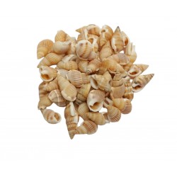 NASSA KABUK KREM  NASSA KABUK KREM